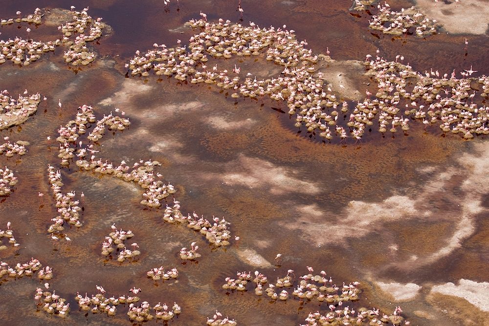 Africa-Tanzania-Aerial view of flock of Lesser Flamingos nesting among salt flats
